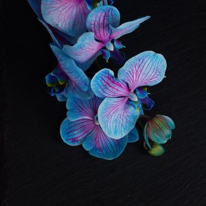 orquídea azul