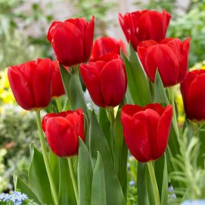 tulipas vermelhas