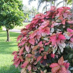 rabo-de-gato em jardim