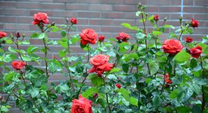 rosas vermelhas
