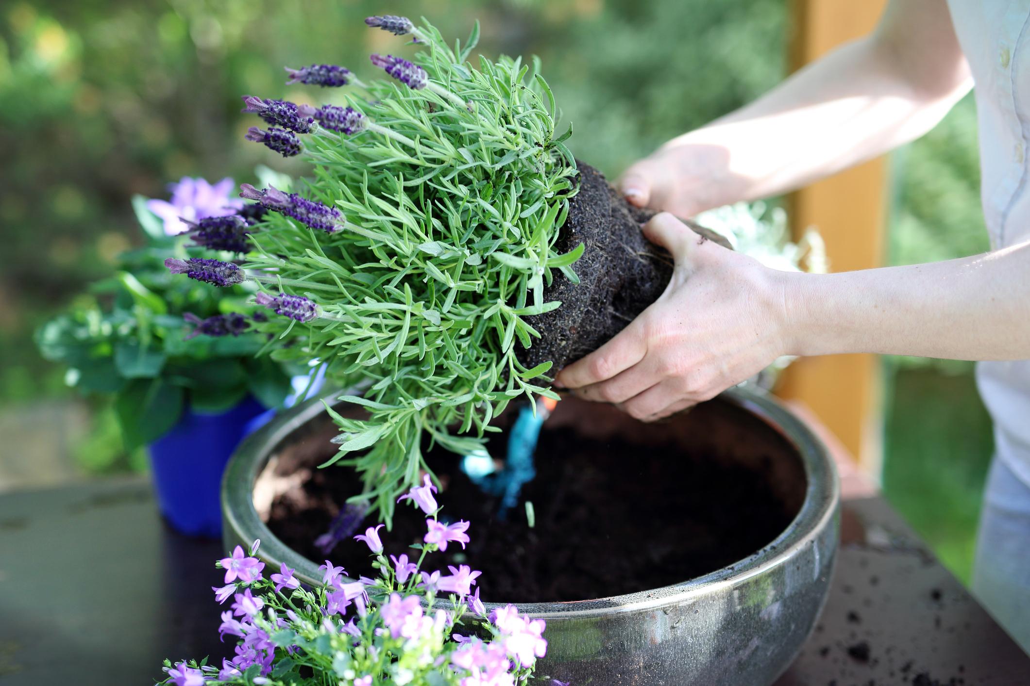 pessoa colocando lavanda em vaso