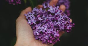 Melhor que mosqueteiro! Essas plantas de vaso afastam os mosquitos da dengue e outros insetos