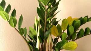 zamioculca com folhas amarelas