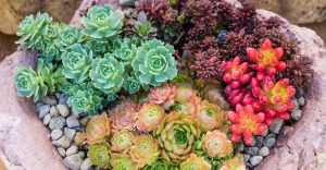 suculentas ao ar livre