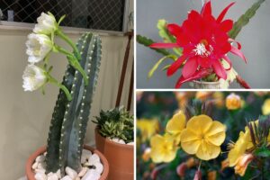 ideias de plantas que florescem à noite