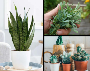 plantas para afastar visitas indesejadas