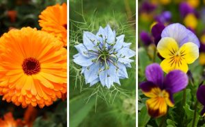 flores que crescem rápido