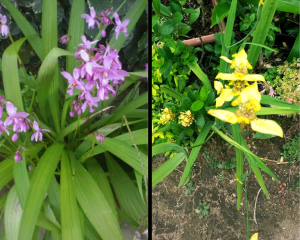 orquídeas terrestres
