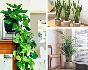 plantas umidificadoras