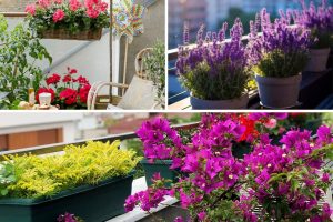 plantas para varandas ensolaradas