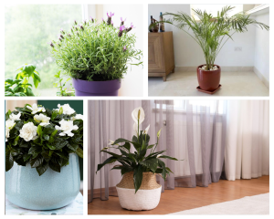 plantas que afastam pesadelos