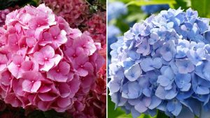 hortênsias rosa e azul