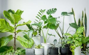 plantas para purificar o ar