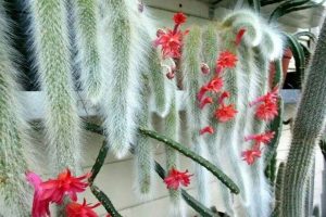 cacto rabo de macaco