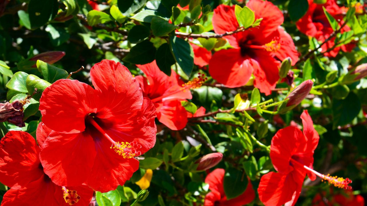 hibiscos vermelhos