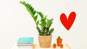 Top 5 razões pelas quais a Zamioculca é o novo vício dos amantes de plantas