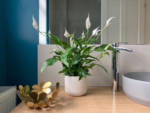 Como fazer lírio da paz florir florescer