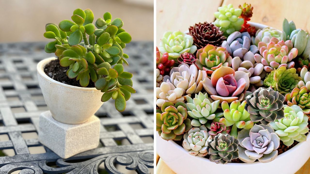 ideias de mini suculentas para colocar em casa