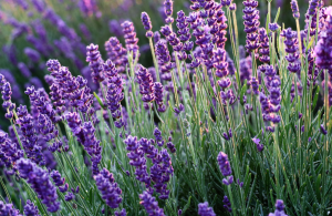 lavanda no inverno
