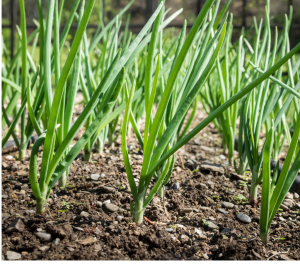 replantar cebolinha mercado