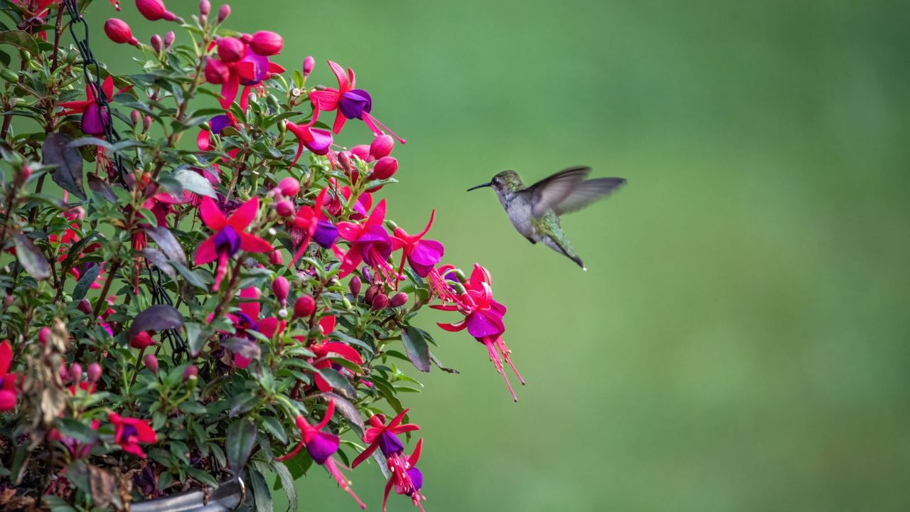 planta fúcsia em vaso com beija-flor perto