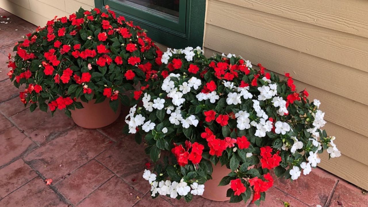 planta impatiens em vasos