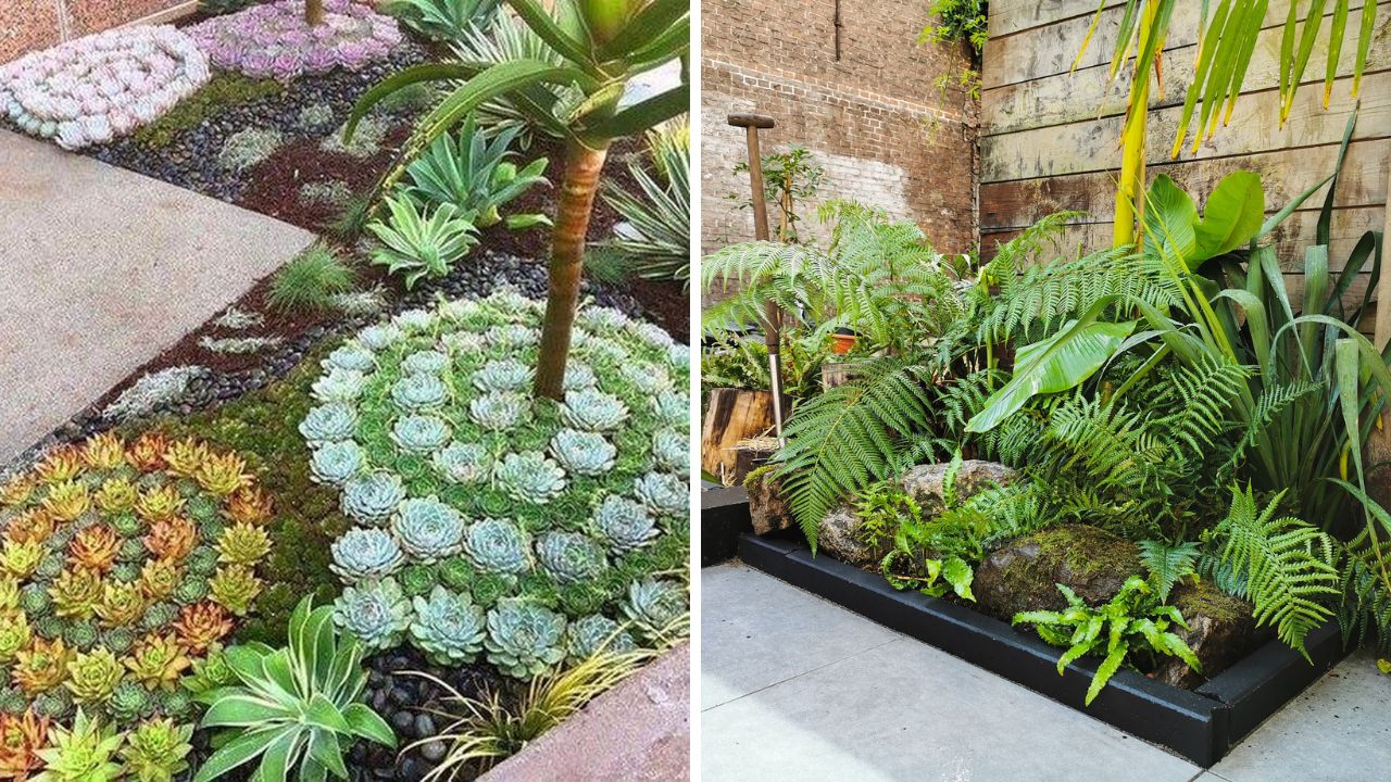 suculentas e samambaias para jardim pequeno